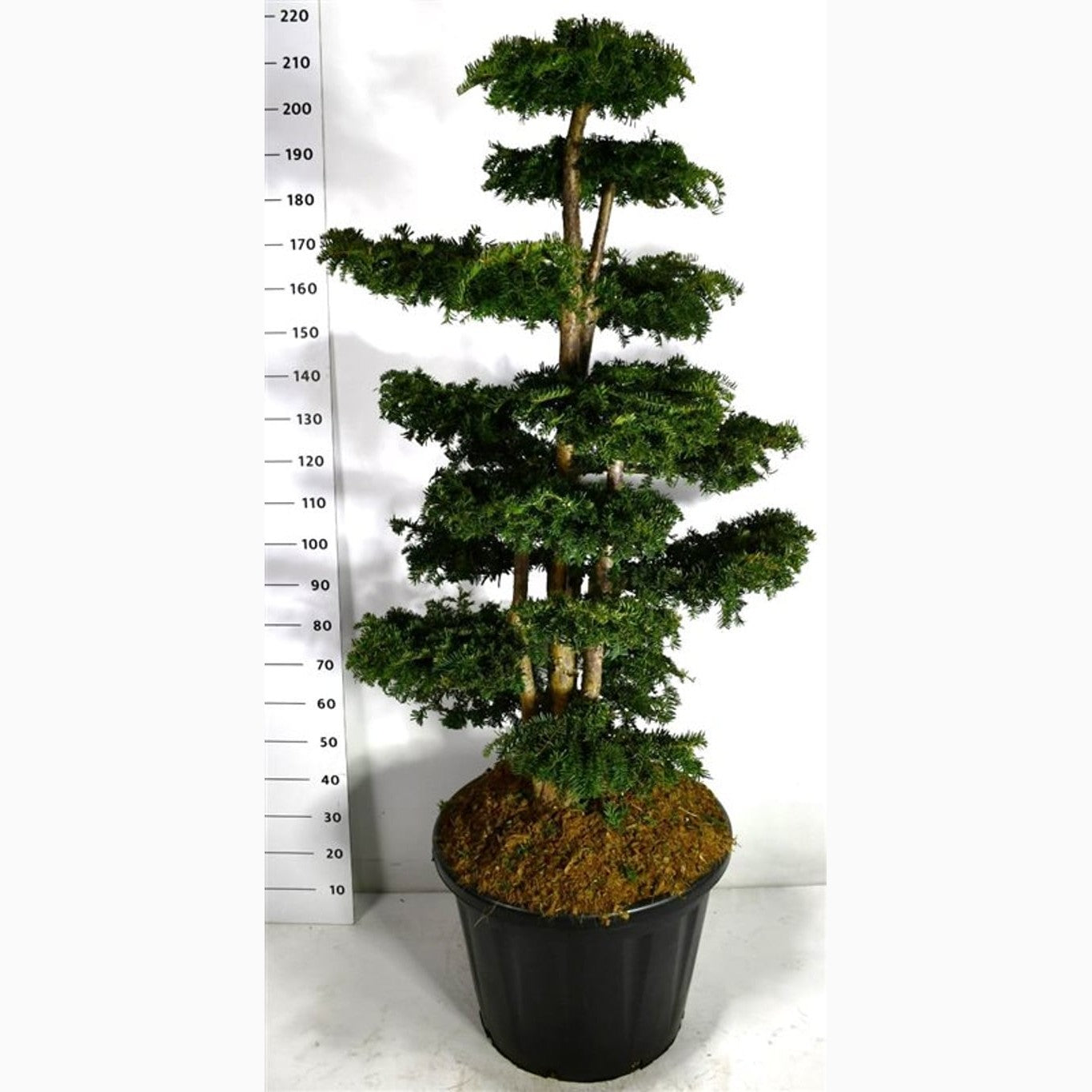 Idegran – Taxus baccata 'Dovastoniana' - 125-150 CM Bonsai Cont.